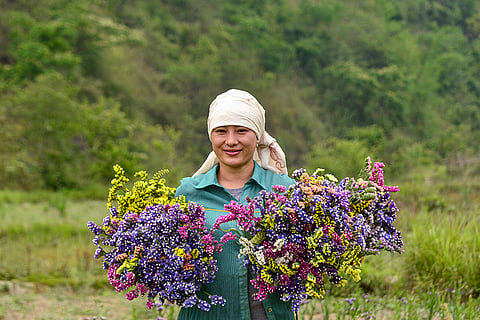 Statice flowers harvesting